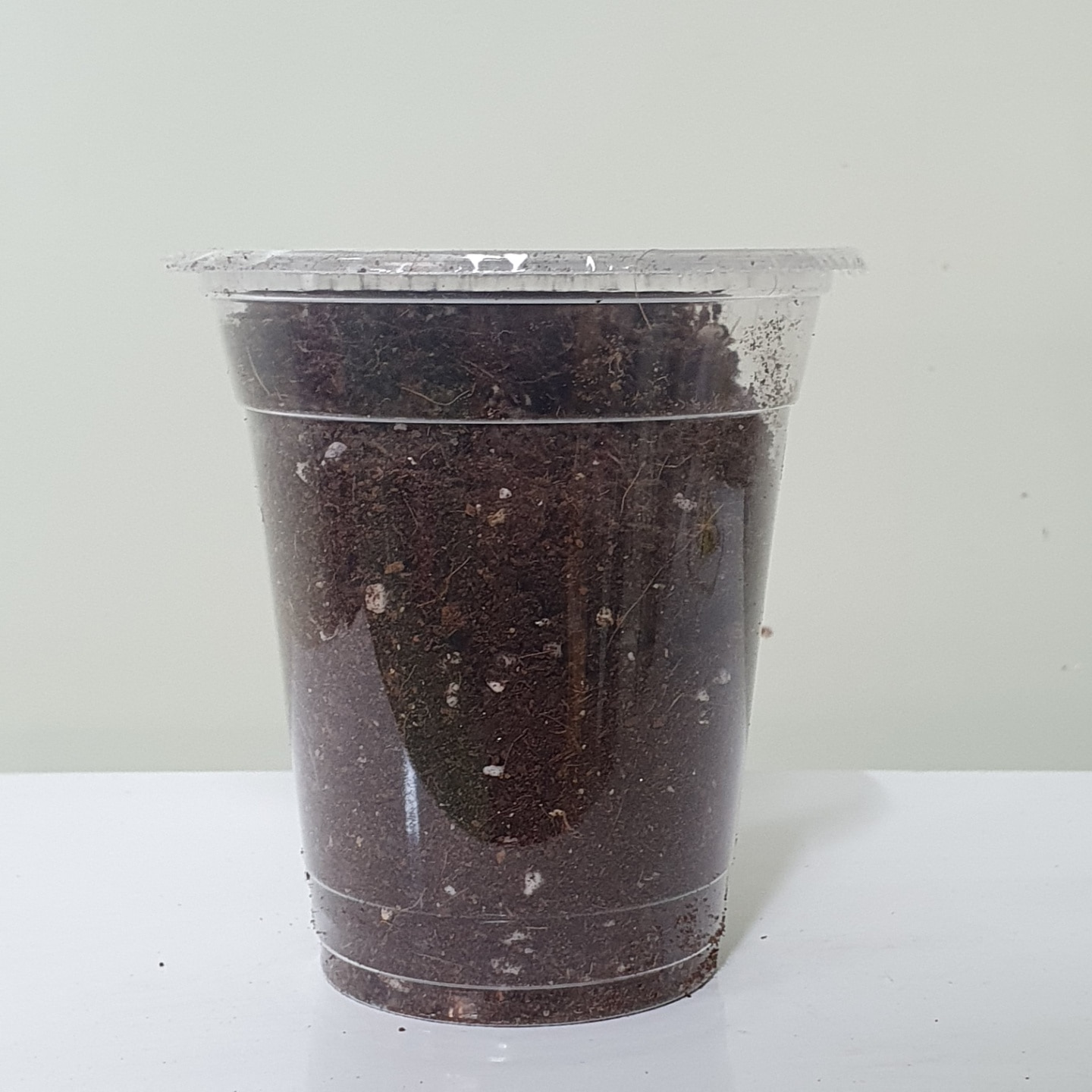 산들바람 텃밭 식물 키우기 유기농 상토 흙 플라스틱 컵 화분