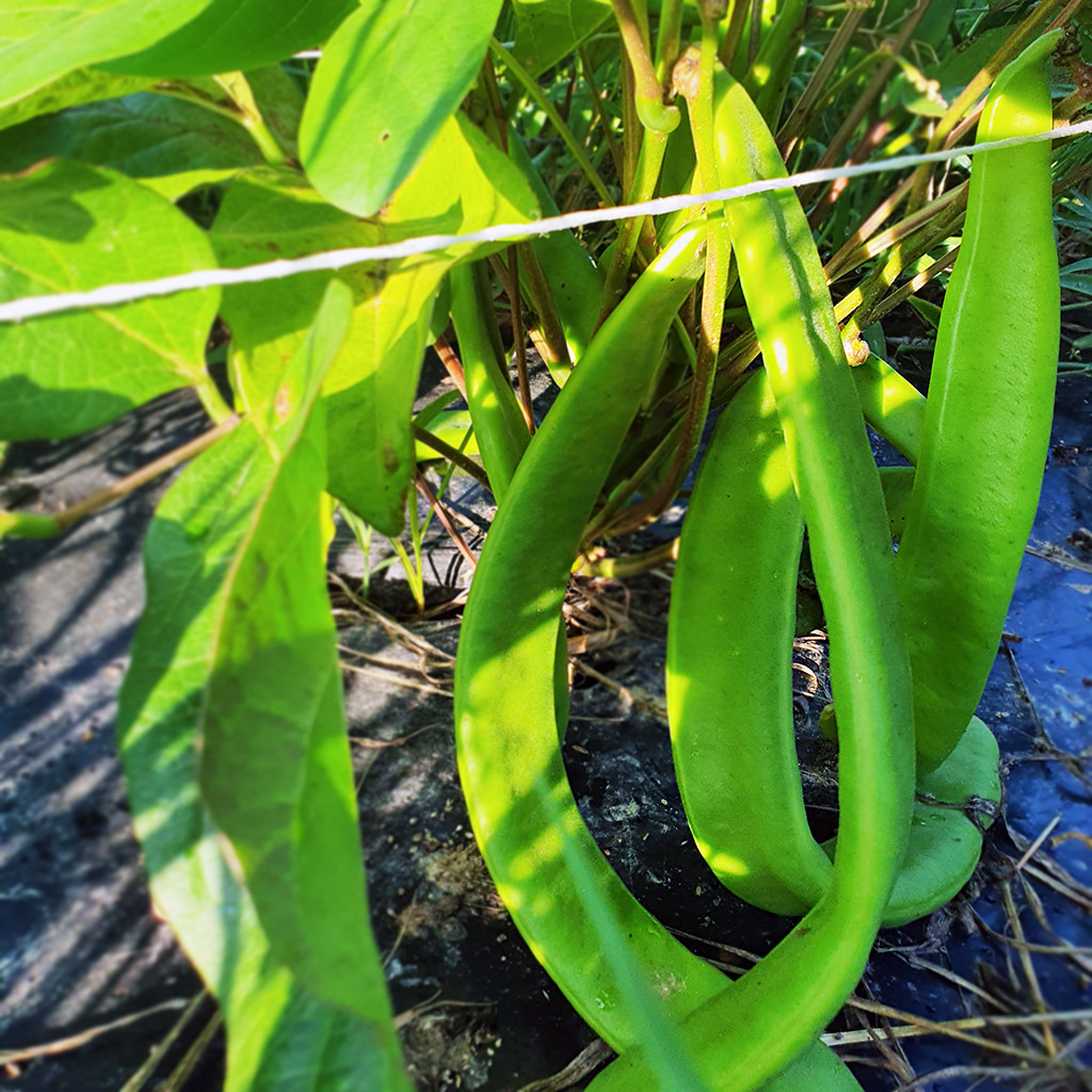 산들바람 국산 유기농 생작두콩 열매 500g